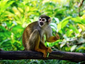 small monkey on a branch in jungle