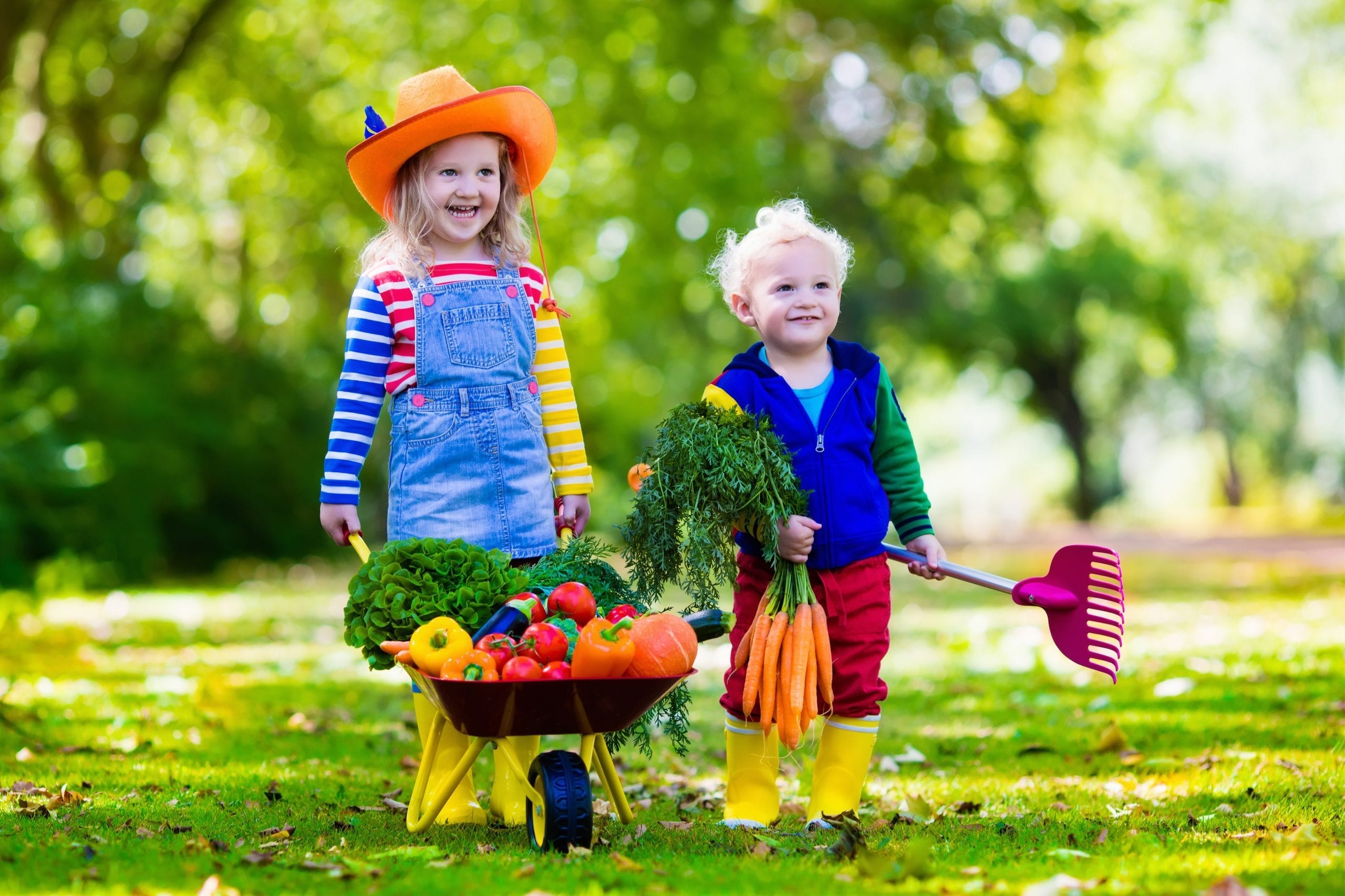 Two children picking fresh vegetables on organic bio farm. Kids gardening and farming. Autumn harvest fun for family. Toddler kid and preschooler play outdoors. Healthy nutrition for child and baby.