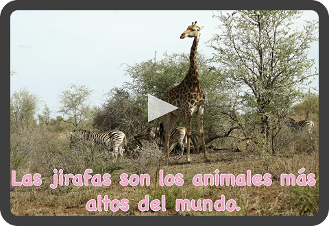 Shot of video showing real footage of giraffe in the wild